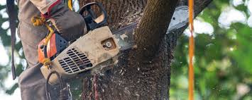 Best Tree Maintenance Programs  in Richmond, IN