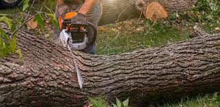 Best Firewood Processing and Delivery  in Richmond, IN