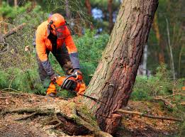 Best Fruit Tree Pruning  in Richmond, IN