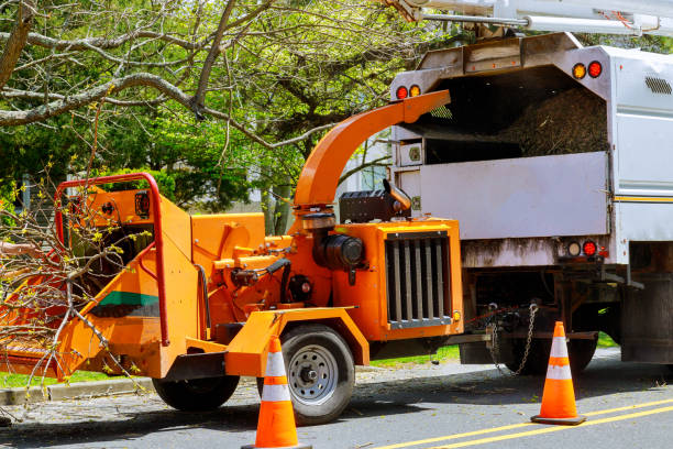 How Our Tree Care Process Works  in  Richmond, IN