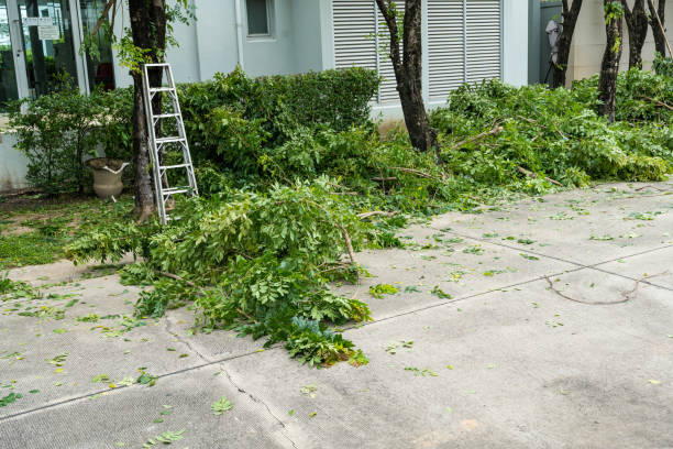 Tree and Shrub Care in Richmond, IN